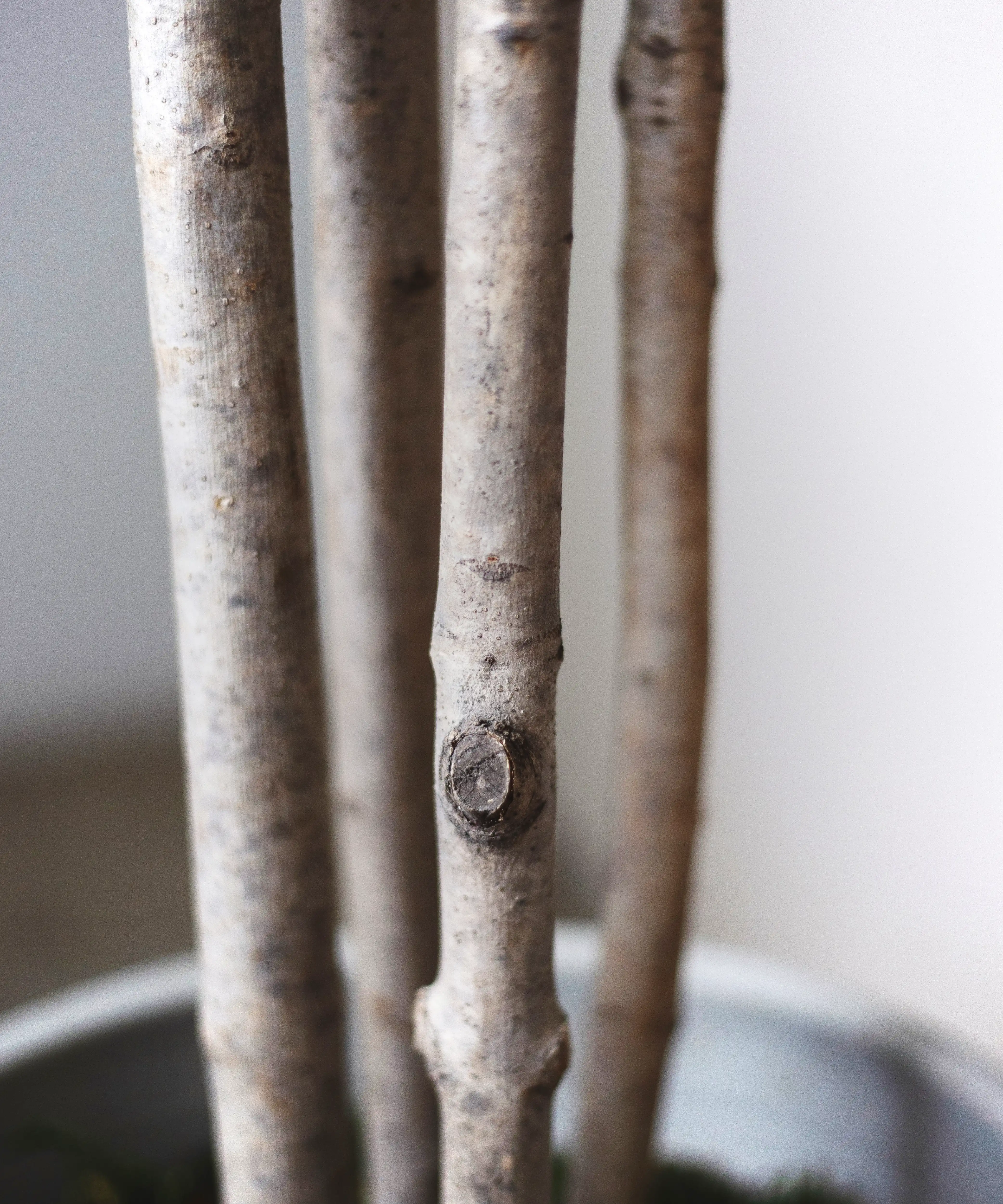 Imagen del producto 8