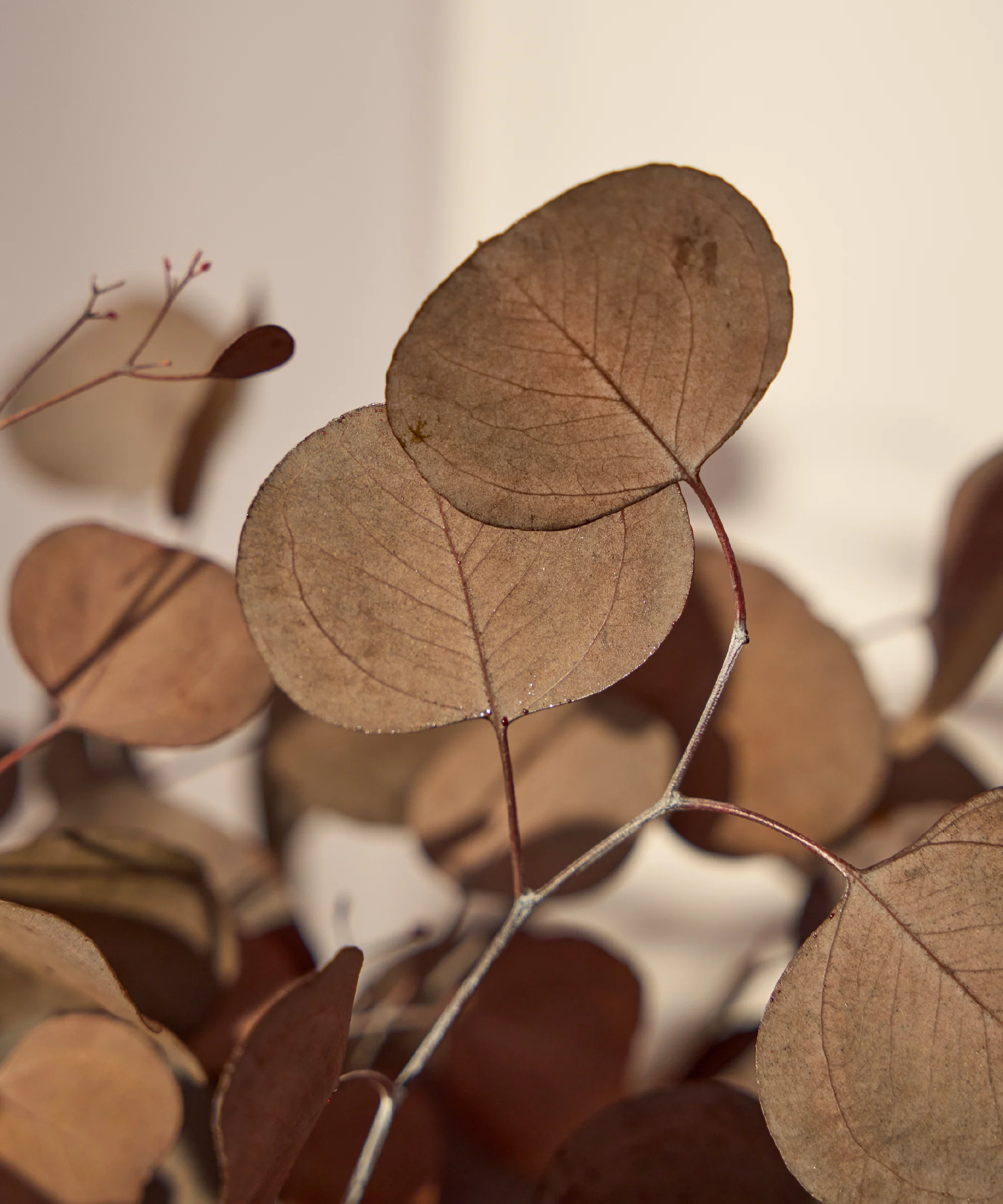 Imagen del producto 13