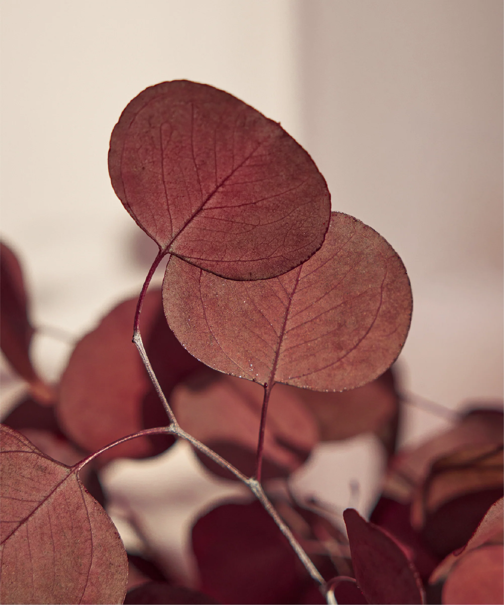 Imagen del producto 14