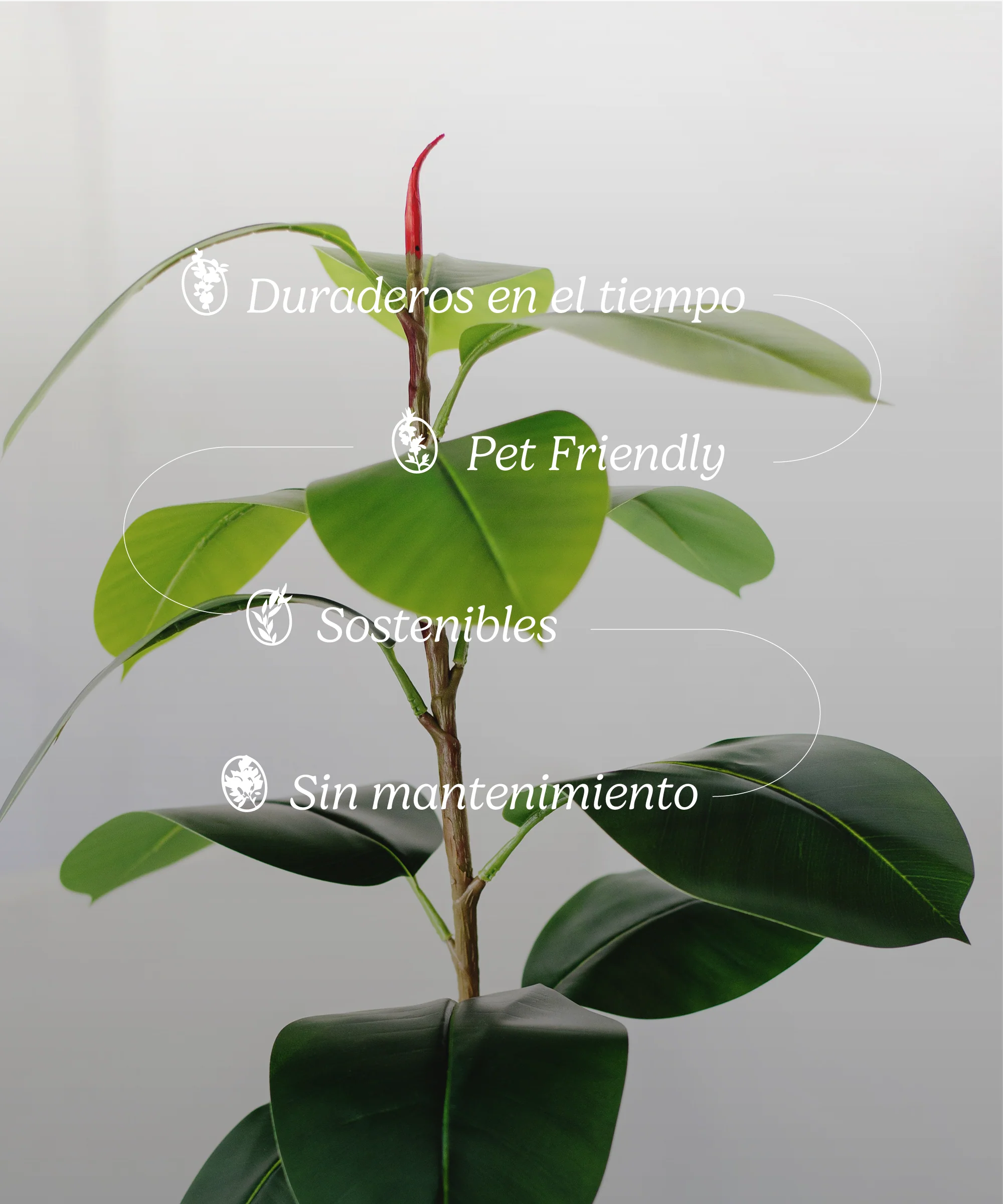 Imagen del producto 8