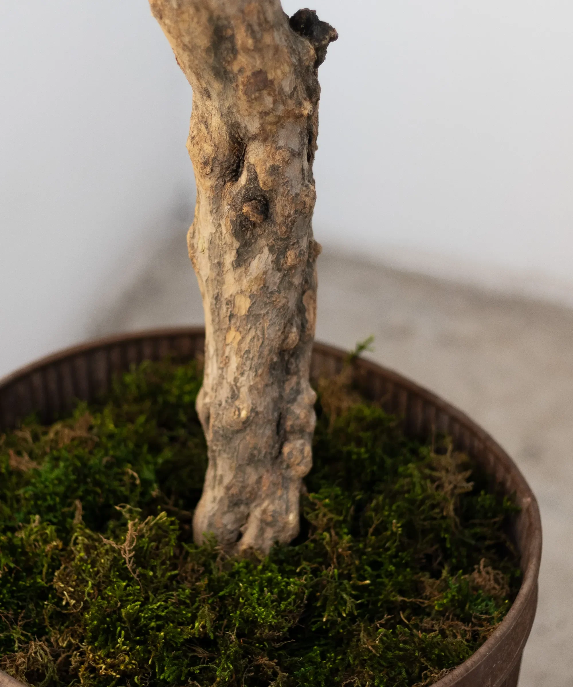 Imagen del producto 9