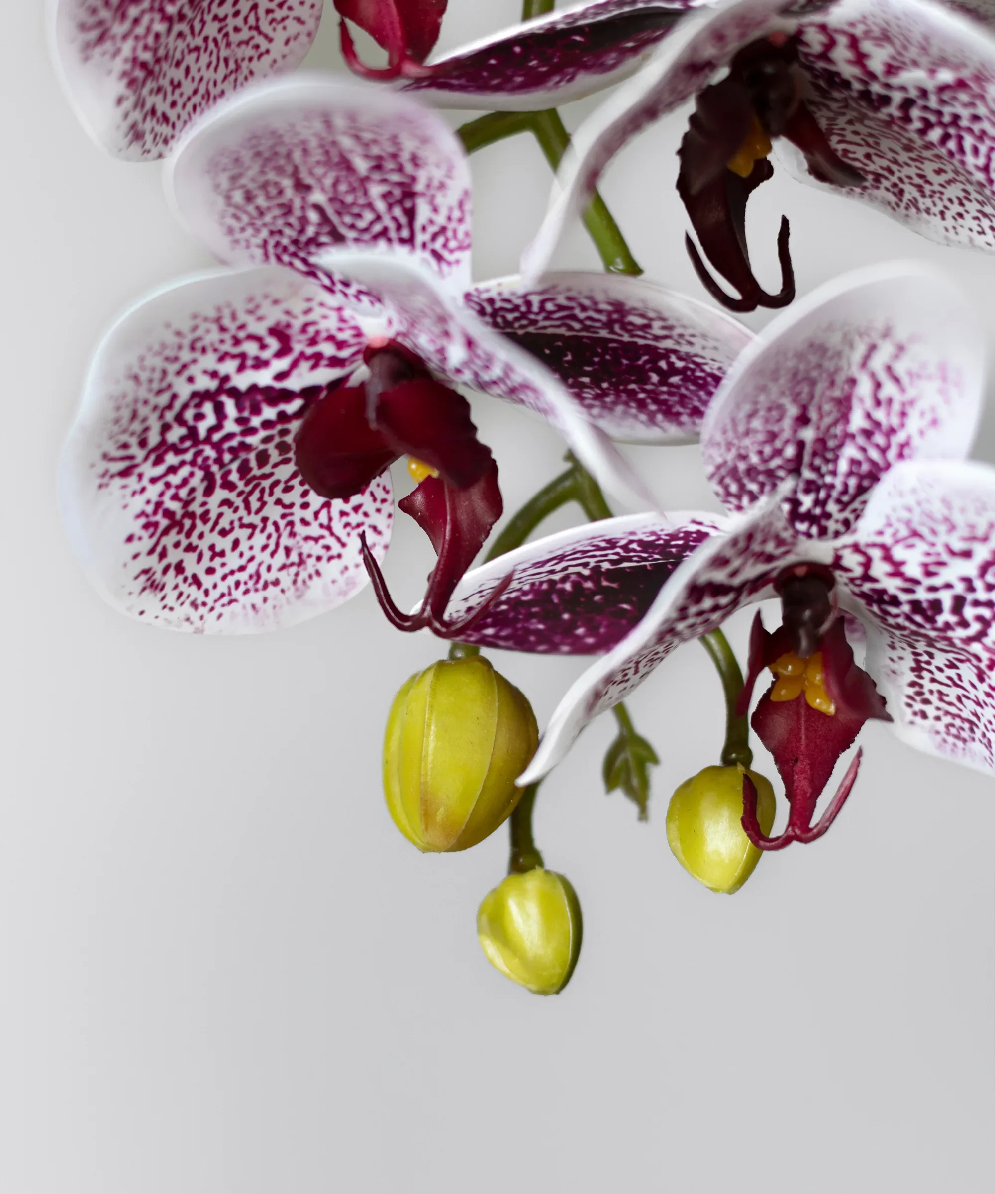 Imagen del producto 10