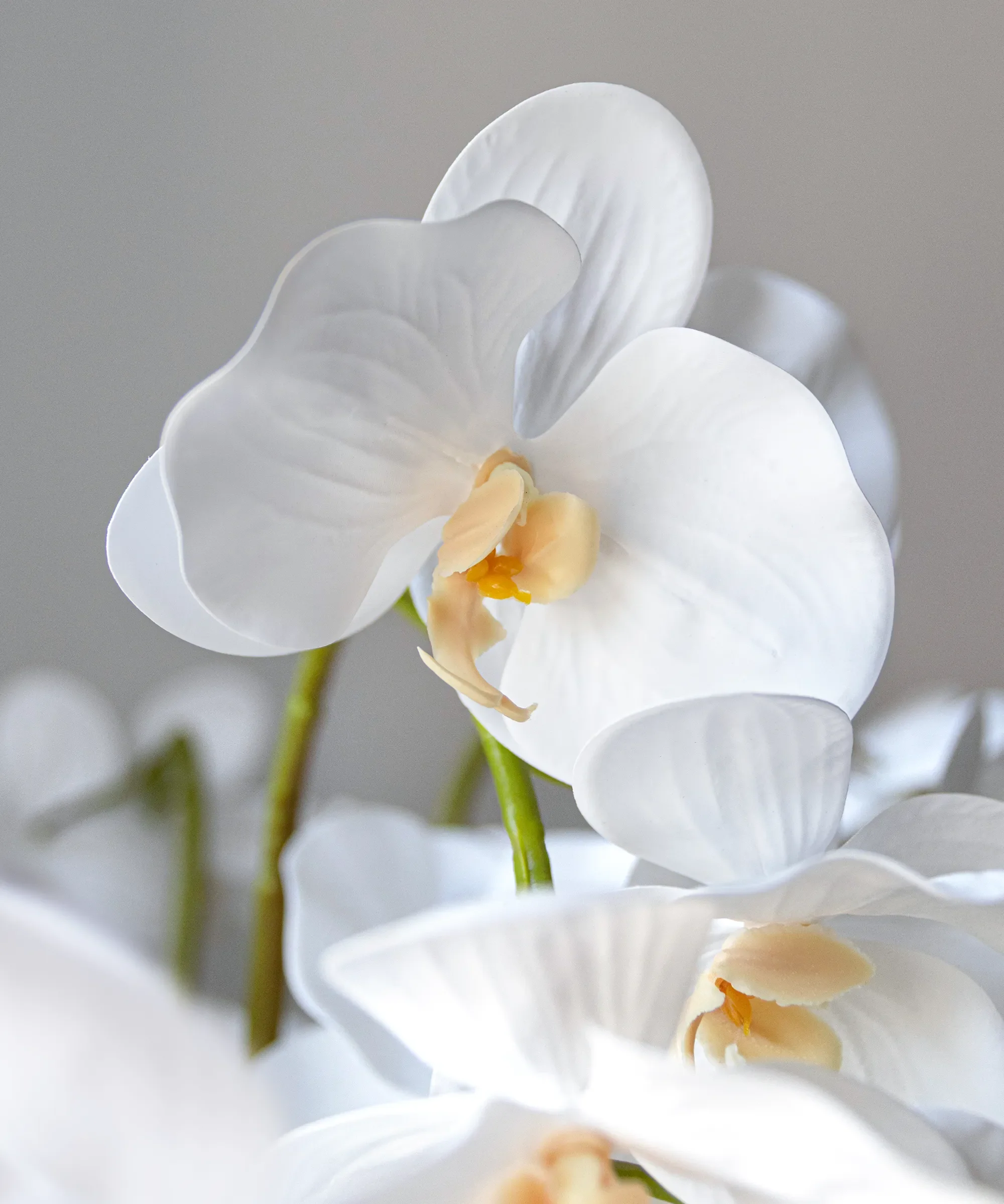 Imagen del producto 8