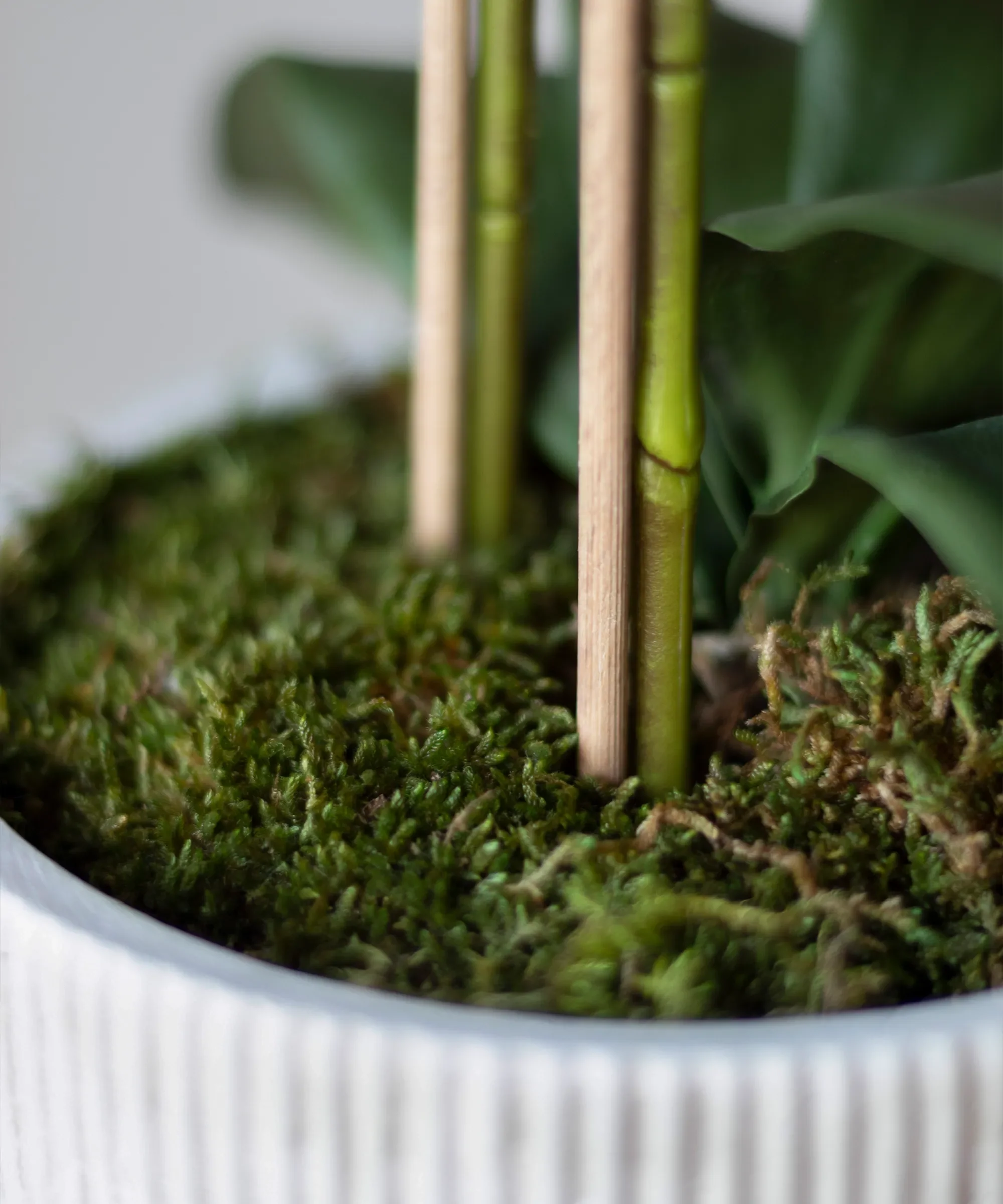 Imagen del producto 12