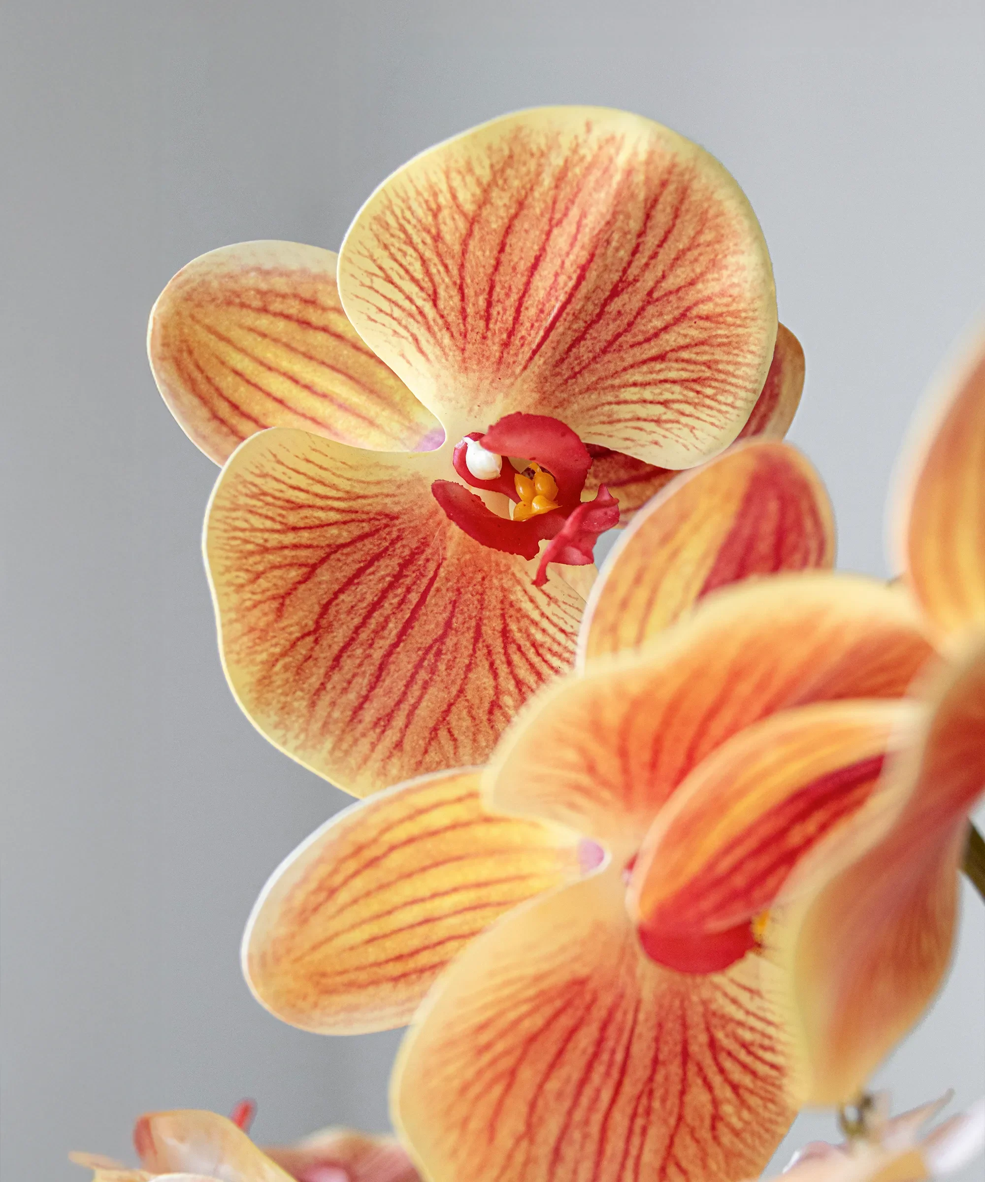 Imagen del producto 6