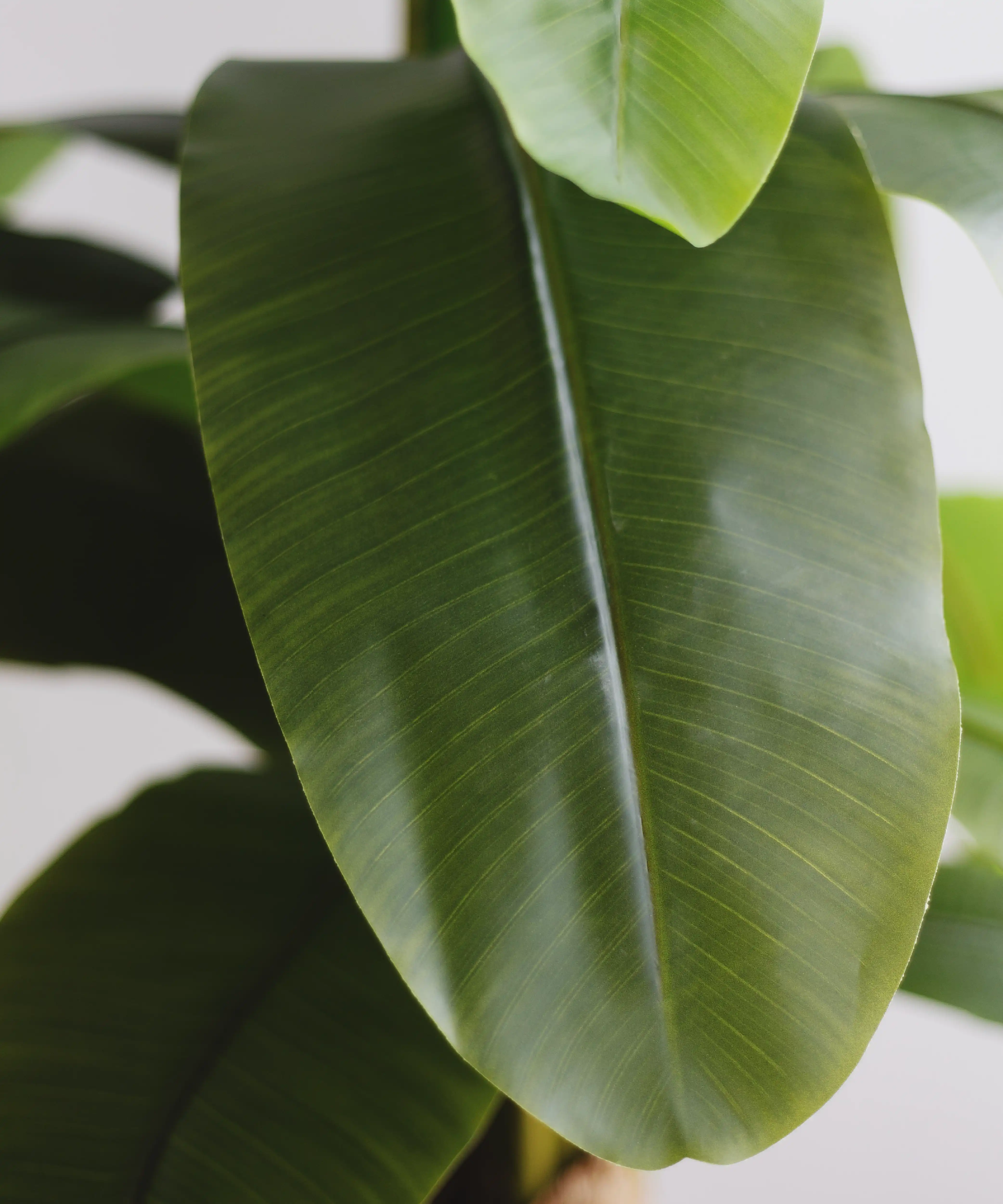 Imagen del producto 12