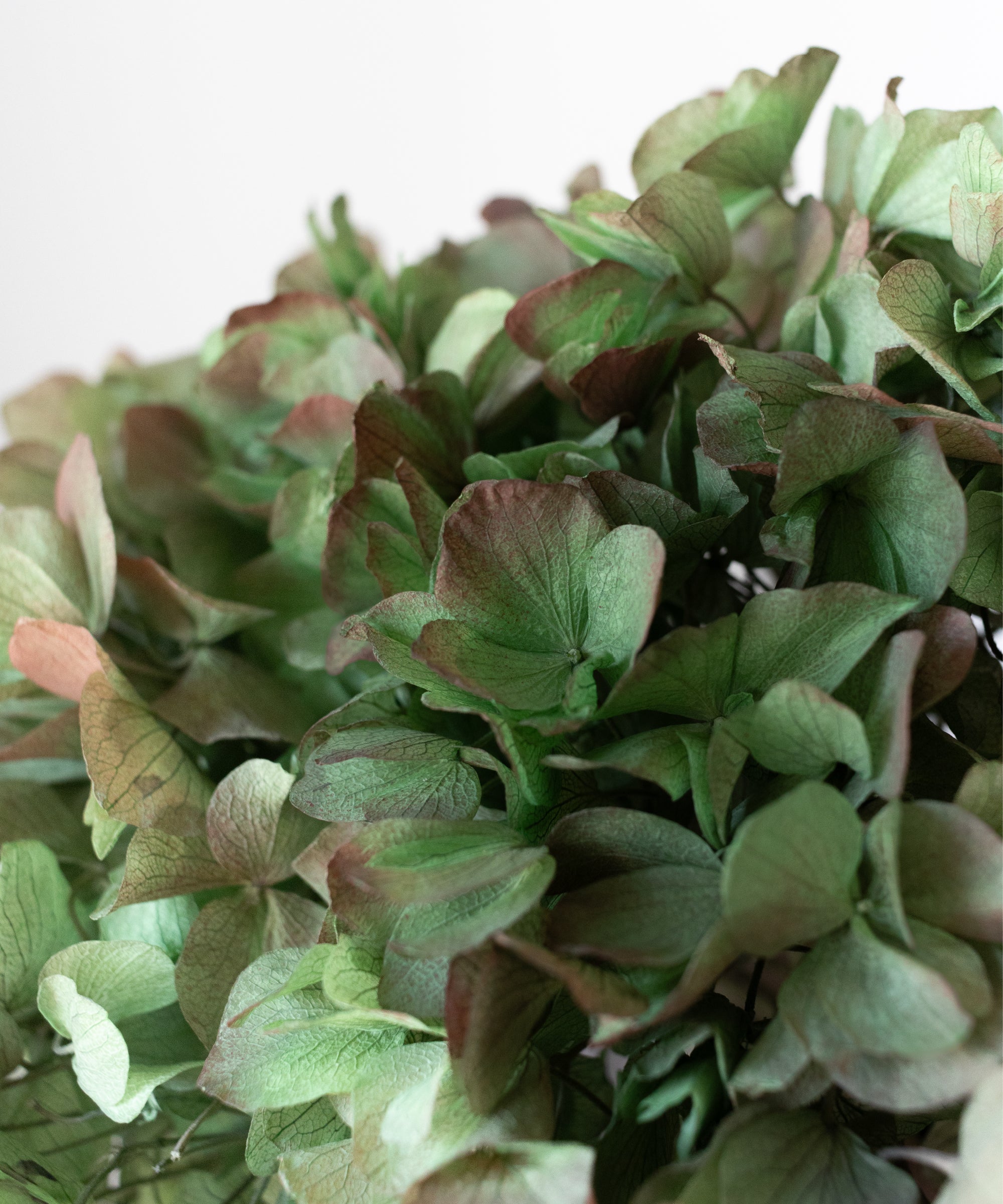 Imagen del producto 19