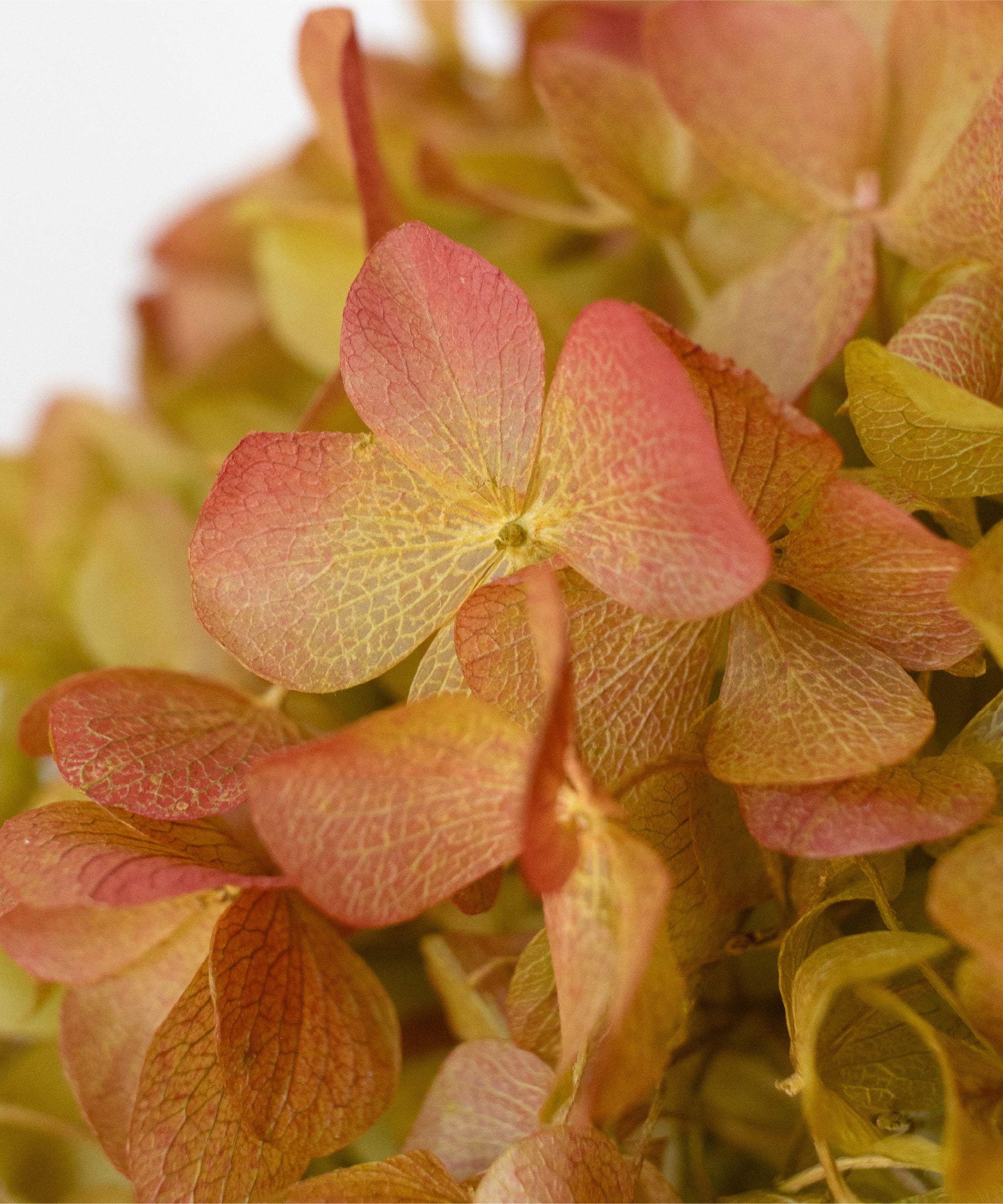 Imagen del producto 20