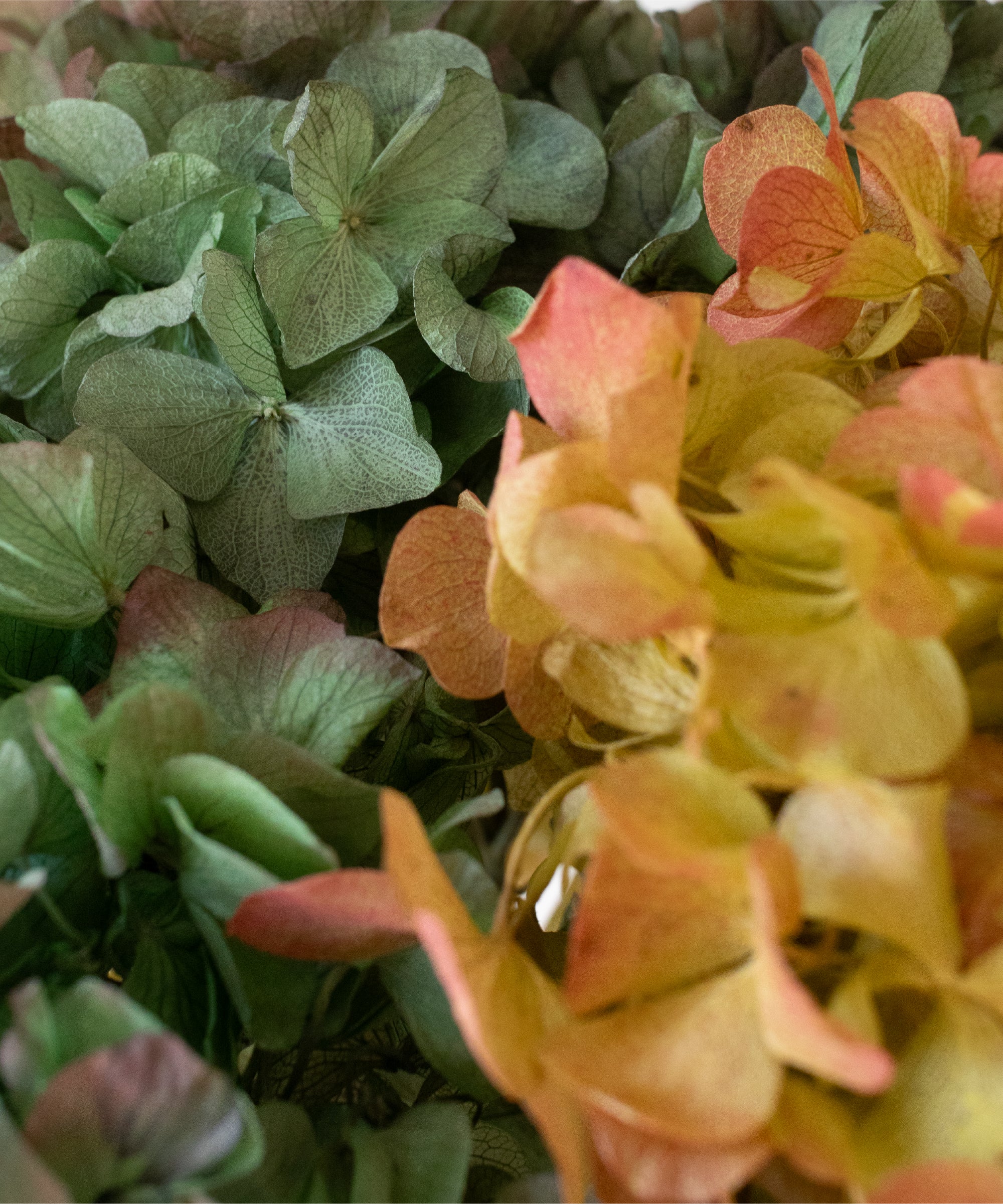 Imagen del producto 21