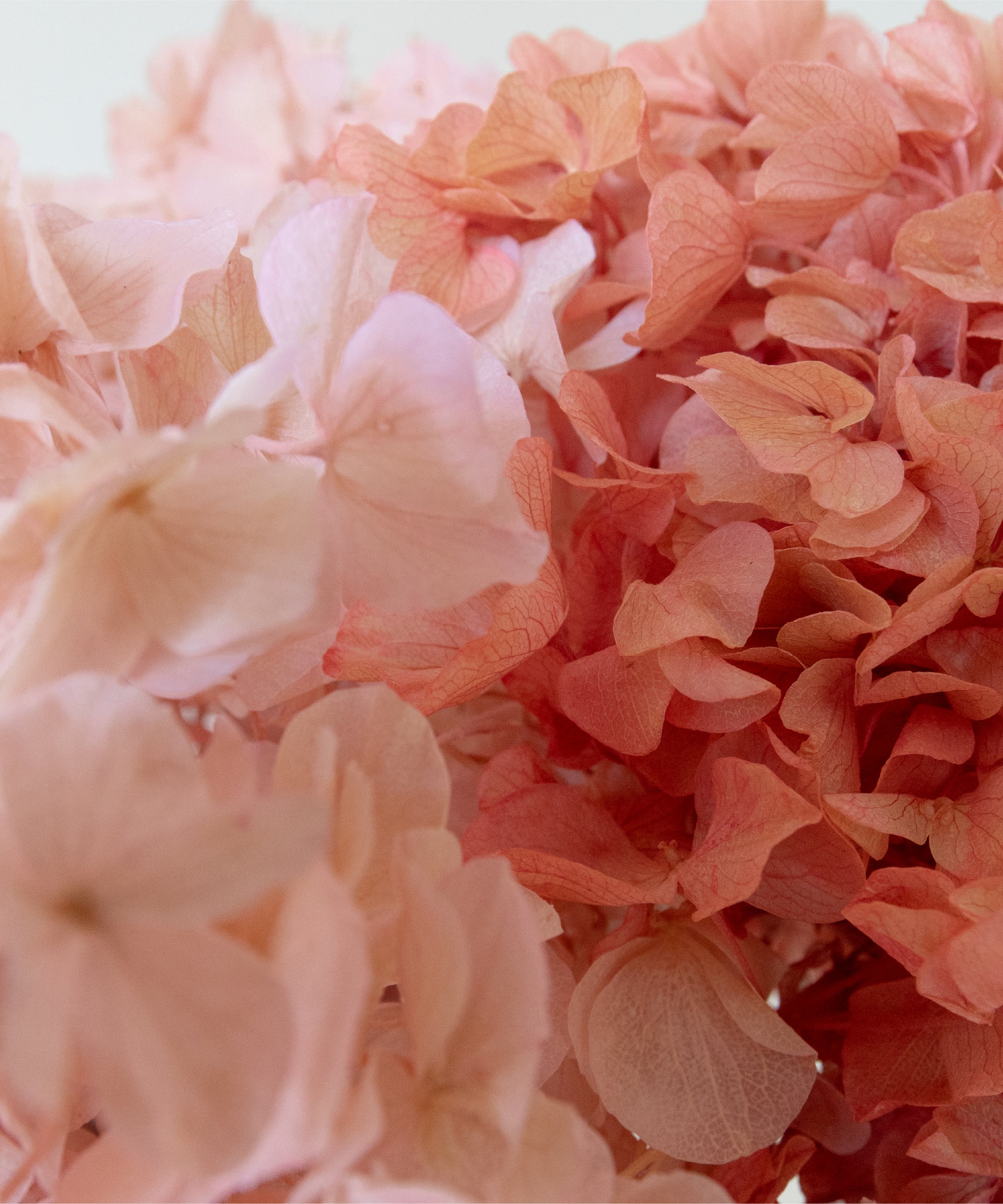 Imagen del producto 24