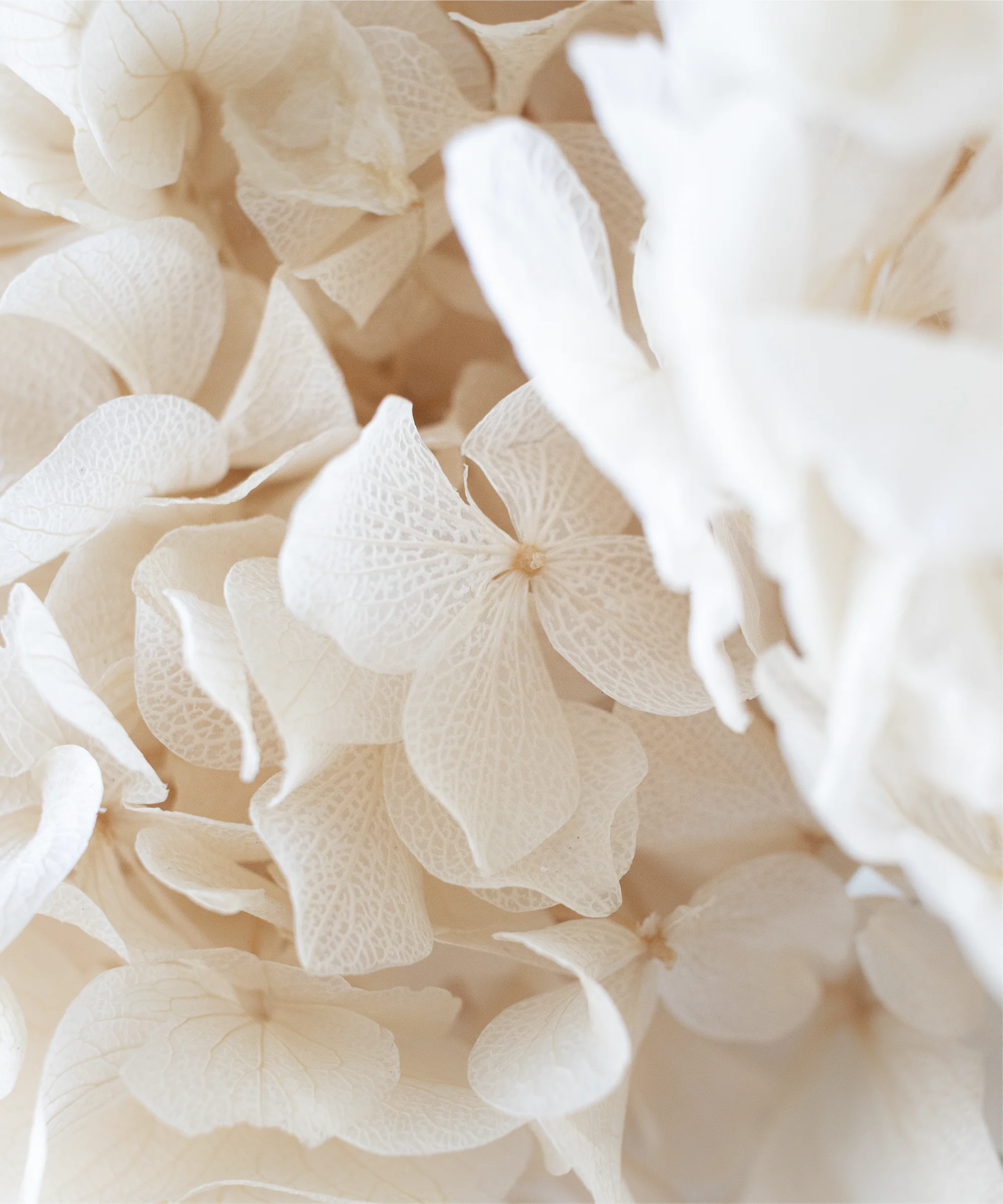 Imagen del producto 25